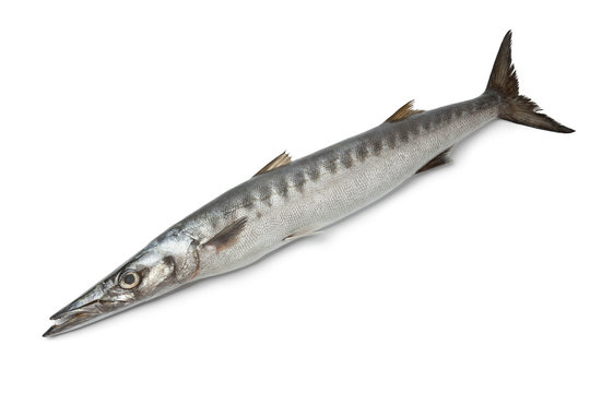 Baracuda