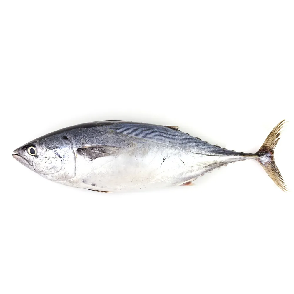 Skipjack Tuna